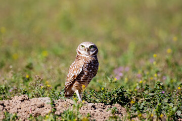 Burrowing Owl