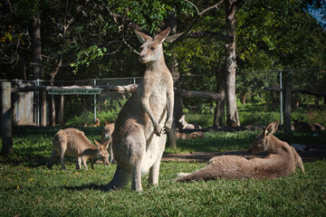 Kangaroo in the zoo. Australia High quality photo