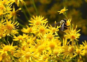 Summer Bee 