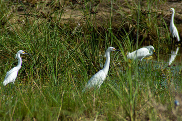 white heron on the beach