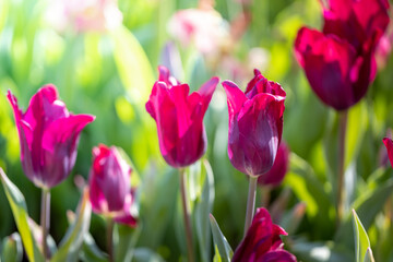 Fototapeta premium Beautiful bouquet of tulips. colorful tulips. nature background