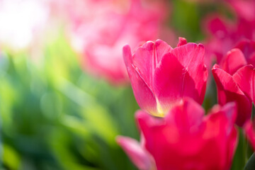 Beautiful bouquet of tulips. colorful tulips. nature background