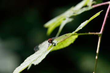White-faced Meadowhawk