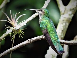 Colibrí collarejo,  white -necked jacobin, florisuga mellivora female, colibrí, ave, chupaflor, picaflor.