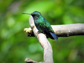 Esmeralda occidental,  western emerald, Chlorostilbon melanorhyinchus macho. picaflor, chupaflor, colibrí, ave, pajaro. © Marthinea