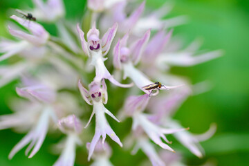 Orchis italica or wild orchid in the pasture of extremadura
