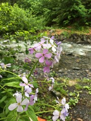Mountain flowers