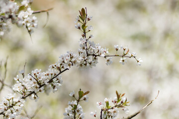 Branches of a blossoming apple tree on blurred background