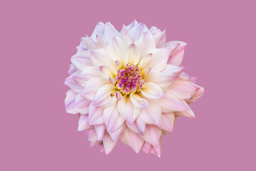 Beautiful flower, pink dahlia isolated on a pink background