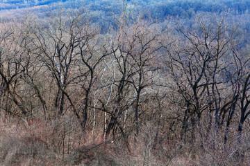 Forest with bare trees in the spring