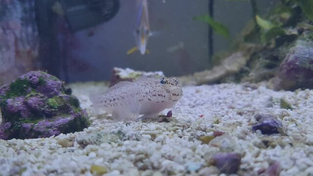 4k video of Bucchich's Mediterranean sea goby fish - Gobius bucchichi