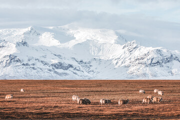 Islandia - Iceland  © jacek swiercz
