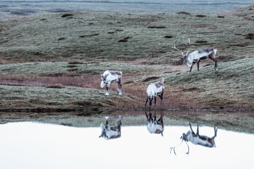 Islandia - Iceland  © jacek swiercz