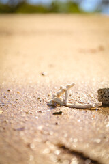 Close up photo of coral on the beach