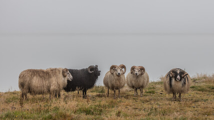 Islandia - Iceland  © jacek swiercz