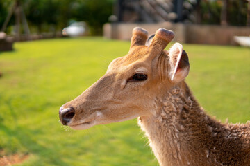 Obraz premium A deer with a close up of the face
