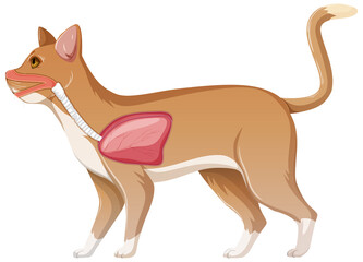 Cat with its lung organ