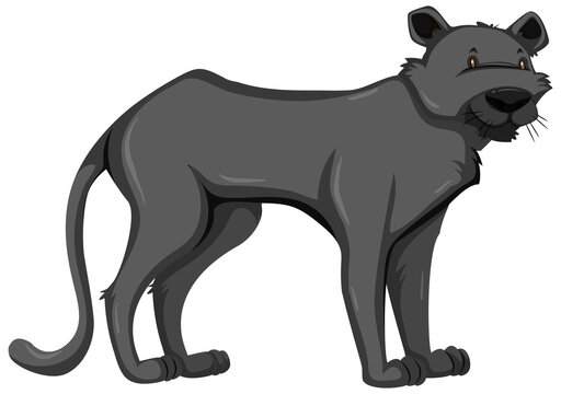Black Panther wild animal on white background