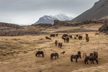 Islandia - Iceland  © jacek swiercz