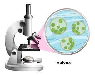 Microscope with anatomy structure of Volvox on white background