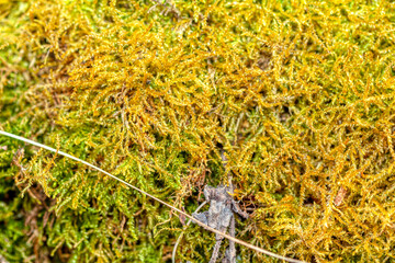 Conifer shrub vegetation , tropical nature background 