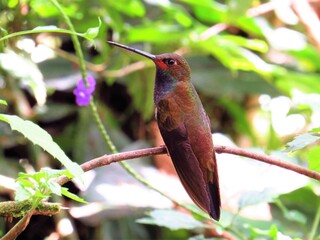 Colibrí bigotudo,  Rofous-gaped Hillstar, urochroa bougueri,   colibrí, pájaro, ave, chupaflor,...