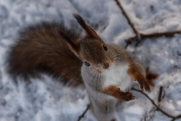 Squirrel on hind legs asking nuts