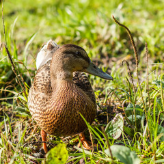Duck standing in grass and looking at camera
