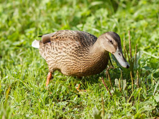 Duck walking on grass