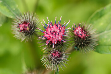 Blooming repeake on a blurred green background