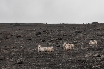 Islandia  © jacek swiercz