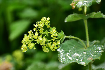 雨の日のアルケミラモリスの花