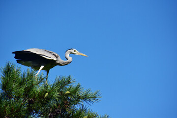 木の上から飛び立つ直前のアオサギ