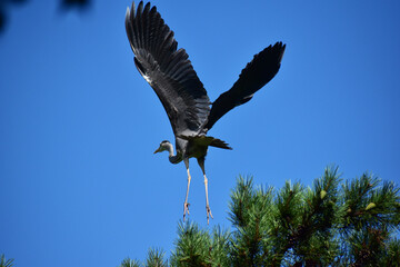 松の木から飛び立つアオサギ
