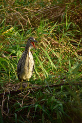 川辺で鳴くホシゴイ