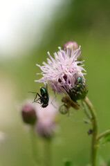 a dead common house fly caught in a spider's web, hanging from a pink flower