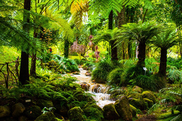 waterfall in the forest