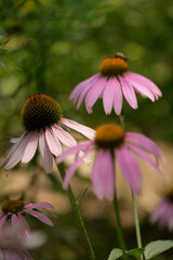 echinacea blossoms in late summer