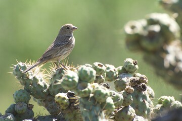 Female House Finch