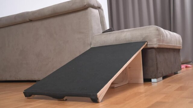 Active dachshund puppy is getting down from sofa on ramp for safe descent from height for pets so as not to damage their paws. Equipment for small breeds, senior dogs or if animal has mobility issues.