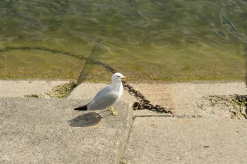 seagull, rusty chain, concrete, and water