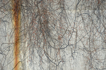 vines hanging against a concrete basin wall