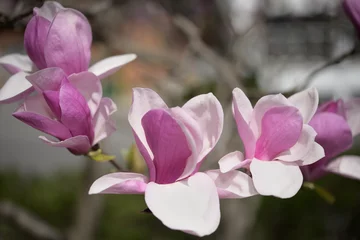 Foto op Canvas magnolia flowers in spring © eugen