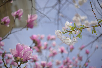 close up of cherry blossoms and pink magnolia flowers on a blue sky