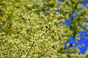 若もみじ　葉模様