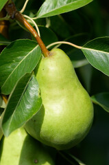 close up of a Bartlett pear on a branch 
