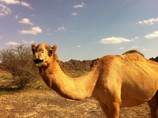 Camels in the DUBAI desert by Christian Gintner