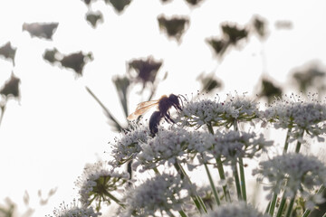bee on flowers seen against backlight apis