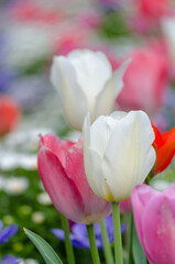 チューリップの花壇