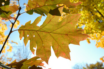 isolated oak leaf against the sun and blue sky